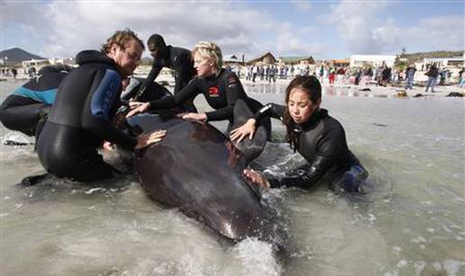 Na plaži u Cape Townu se nasukalo čak 55 kitova