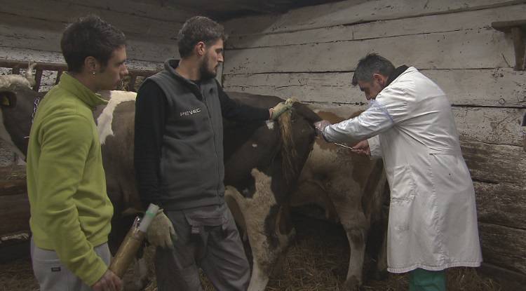 Ante i Tomislav veterinaru su pomogli u osjemenjivanju krave