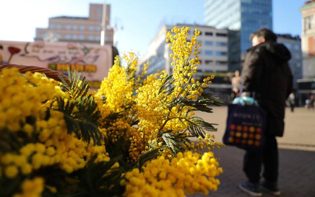 Zagreb: Na tržnicama su se pojavile mimoze, najviše ih ima na Splavnici