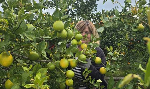 Ana Jura&ccaron;i&cacute;, Neretvanka, koja od mandarina stvara plodove uspjeha i dobrote