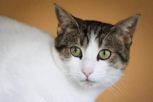 Udomite ih! Ove slatke mace u Noinoj Arci osvojit će vaša srca