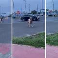 VIDEO Odbjegli poni prošetao je po prometnoj cesti u Zagrebu