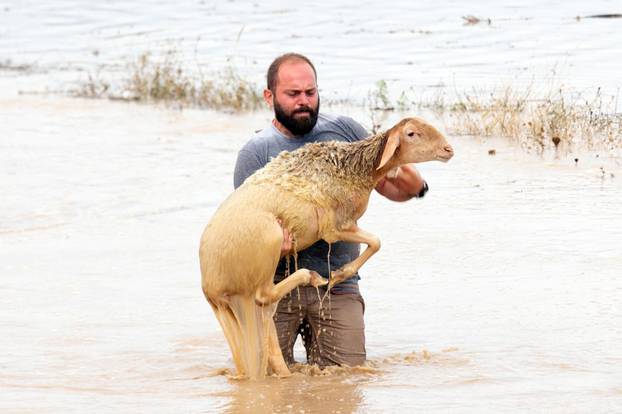 A sheep breeder saves an animal from a flooded area, following a storm near the village of Megala Kalyvia