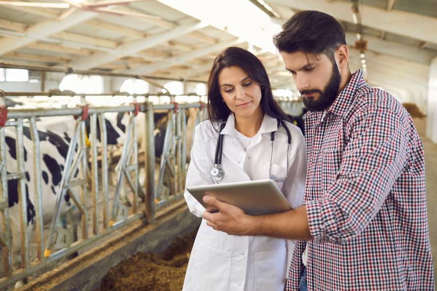 Male,Farm,Owner,And,Female,Livestock,Veterinarian,Standing,In,Cow