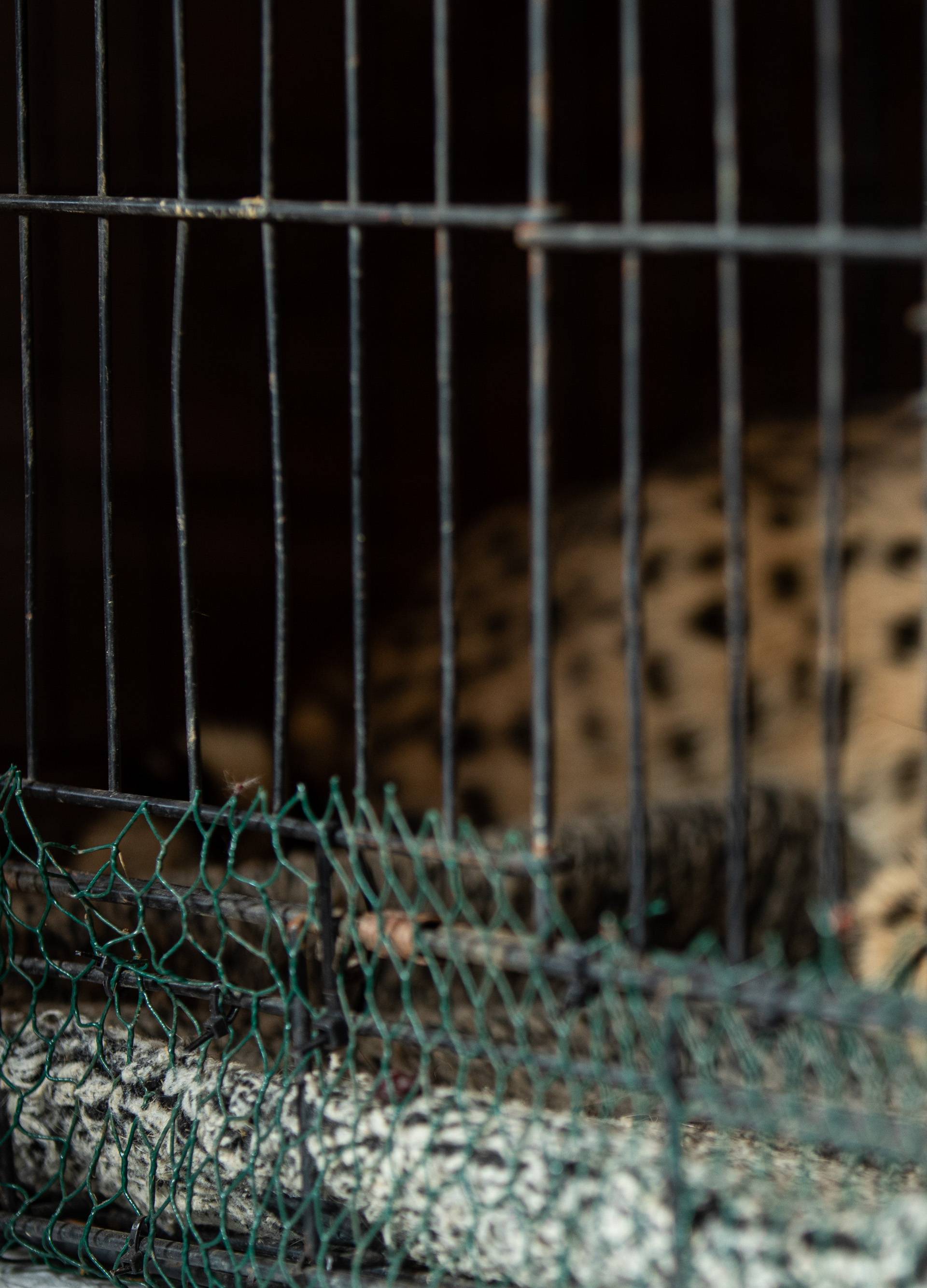 Hrvatski Dr. Dolittle: 'Životinje i ja govorimo istim jezikom...'