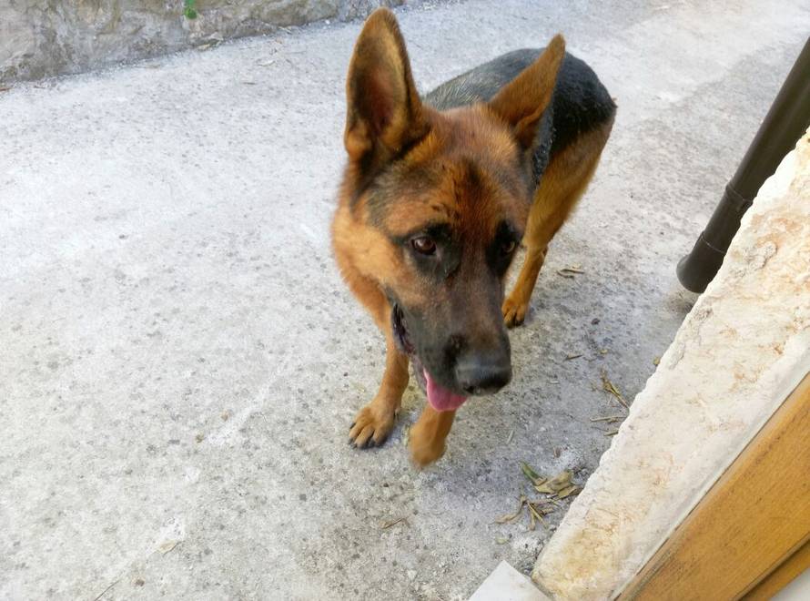 Medo je zbrisao, ali ga turisti i policajci vratili vlasniku...