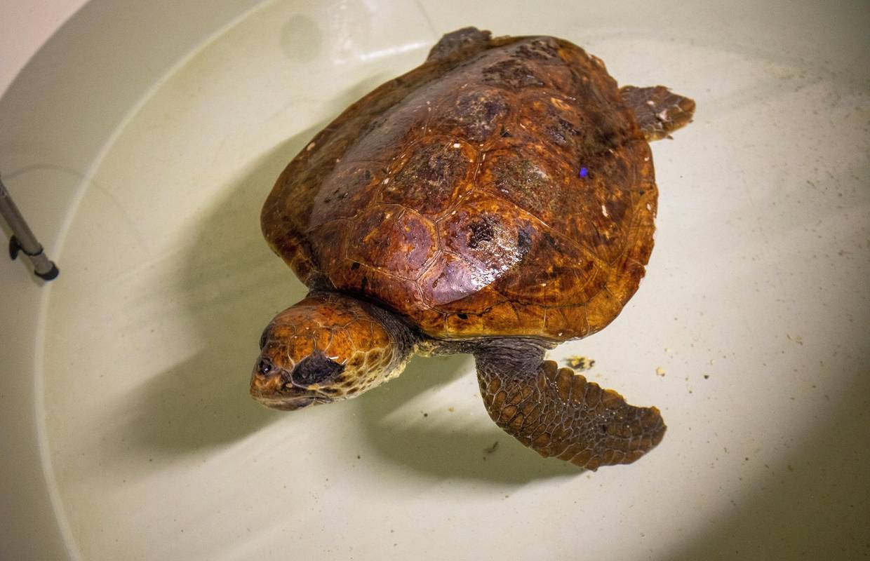 Kornjaču Žorža našla su djeca na Visu, imao je slomljenu peraju, sada se oporavlja u Puli
