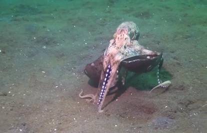 Oklopna hobotnica: Nasmijala nas je, ali ovo je fascinantno