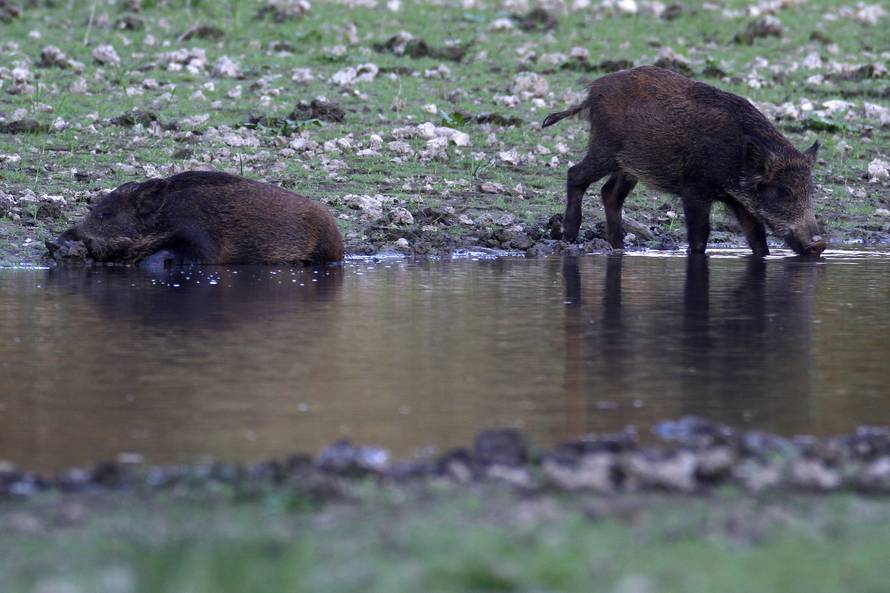 Radioaktivne divlje svinje u Japanu teroriziraju stanovnike
