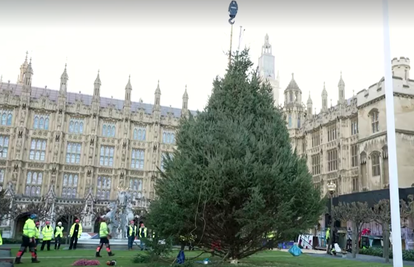 VIDEO Pogledajte kako izgleda postavljanje božićnog drvca ispred  londonskog Parlamenta