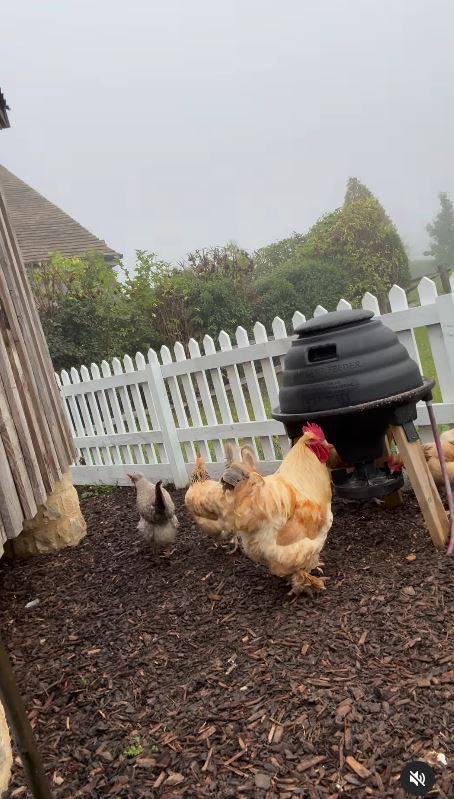 Nekad nogometaš, a danas kao farmer: Beckhamu kelj odlično raste, a dobar je i s kokama...