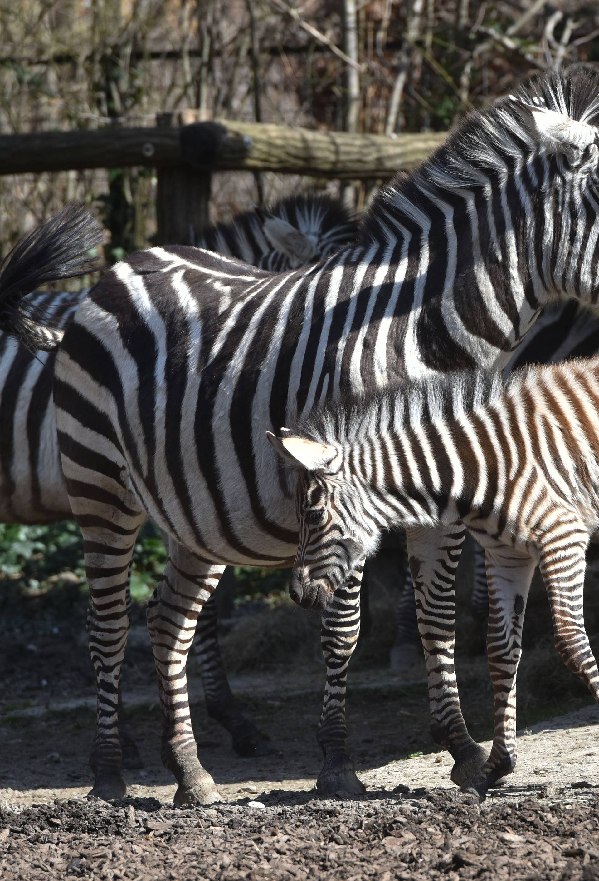 Zebre su u doba korone dobile mlado, a medvjedi još spavaju