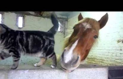 Zaljubljeni preko ušiju: Maca i konj maze se čim se ugledaju