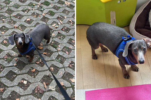 Pomozite nam da nađemo Nalu! Vozač e-romobila je naletio na nas a ona jadna otrčala u šoku!