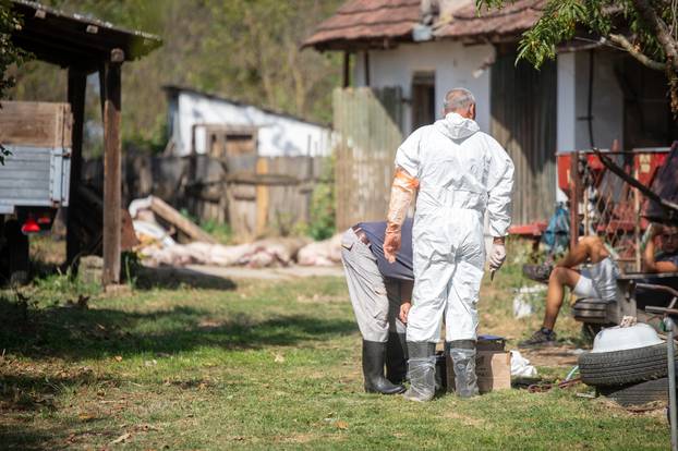 Komletinci: Odvoz ubijenih svinja