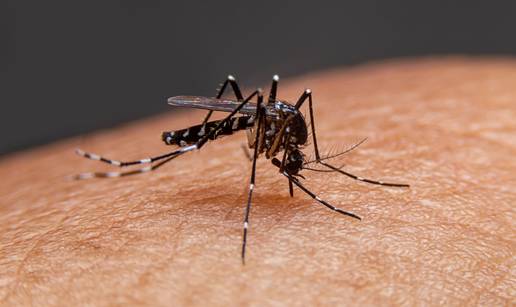 Prvi zaraženi kod nas ove godine! Što je virus Zapadnog Nila i zašto je tako opasan?