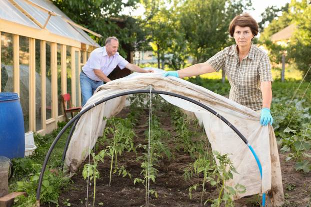 Elderly couple shelters plants from the cold