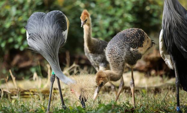 Zagrebački krunati ždralovi predstavljeni javnosti 