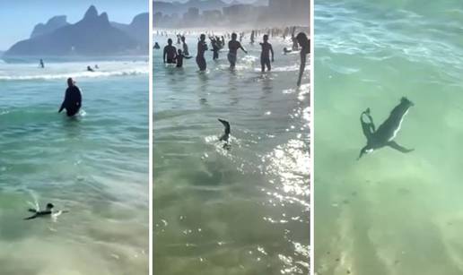 VIDEO Izvinite, ja sam pingvin, mogu li na ovu plažu? Snimka s plaže u Riju oduševile publiku...