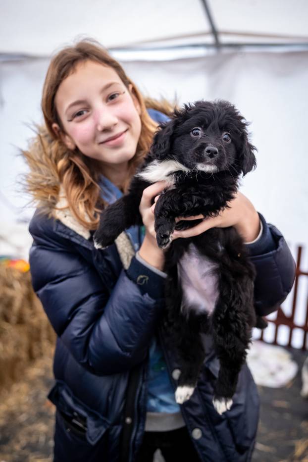 I psići vole advent: Preslatke fotke štenaca koji traže dom