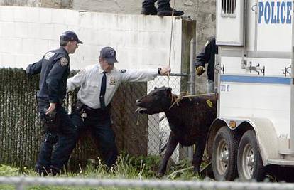 Odbjeglu kravu policija je 'naganjala' po New Yorku