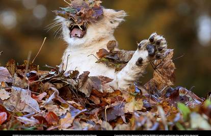 Može li biti slađa? Pogledajte 'bitku' malene lavice s lišćem