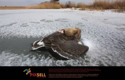 Ptice nisu izdržale hladnoću, uginule su na Vranskom jezeru
