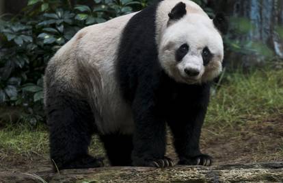 Klonirat će pande jer ih žele spasiti od izumiranja