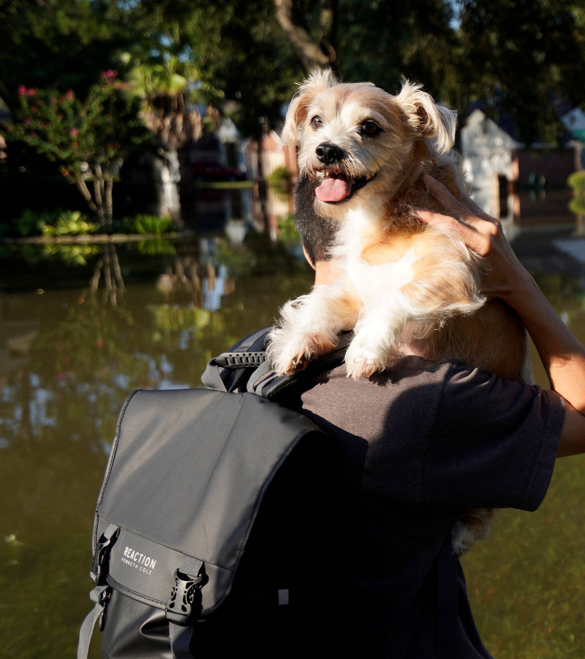 Members of the Nguyen family along with their dog return to their home still surrounded by Harvey floodwaters in north western Houston