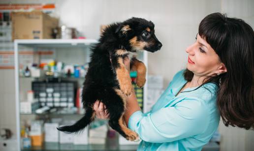 Što napraviti kad pronađete napuštenog psa? Veterinar vam ne smije otkriti tko je vlasnik