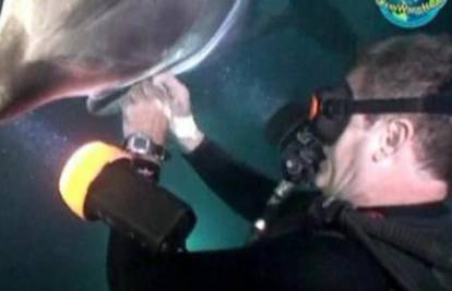 Nevjerojatna snimka: Ozlijeđeni delfin došao tražiti pomoć od ljudi