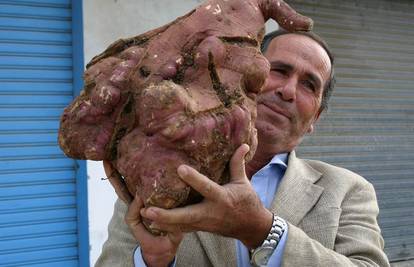 Libanonac uzgojio divovski krumpir od 11,3 kilograma