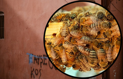 Horor u spavaćoj sobi: Pronašli košnicu od 80.000 pčela u zidu