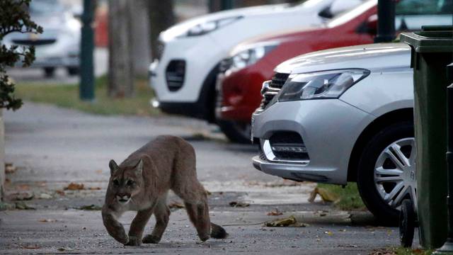 A puma walks along a street during the dawn at a neighborhood before being captured and taken to a zoo, in Santiago