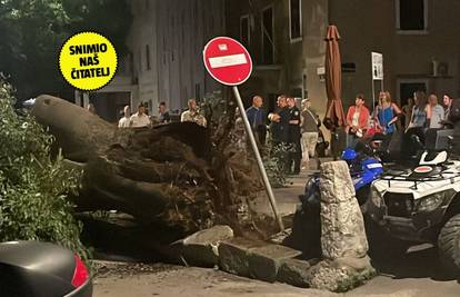 VIDEO Ogromno stablo srušilo se u centru Krka: 'Poklopilo je cijelu ulicu, moglo je biti svašta'