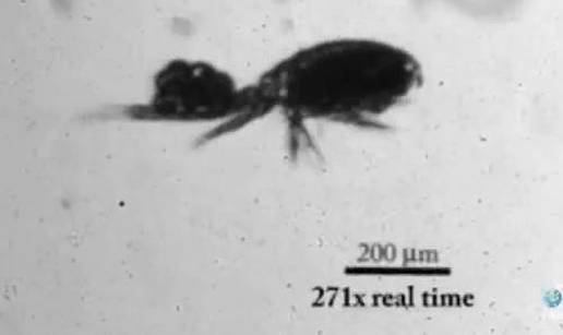Otkriće: Kopepod je najbrži skakač među životinjama
