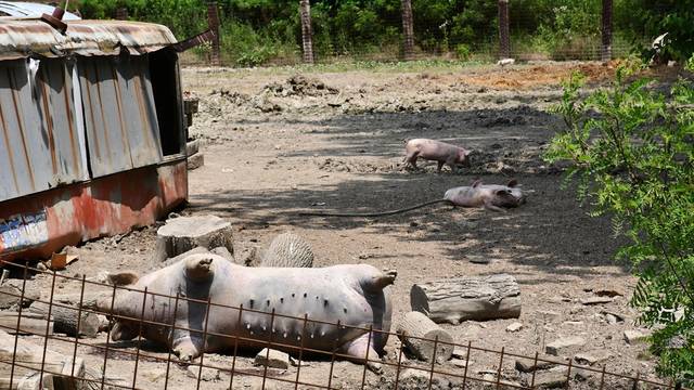 Posavski Podgajci: U selima uz Savu prvi puta u Hrvatskoj pojavila se afrička svinjska kuga 