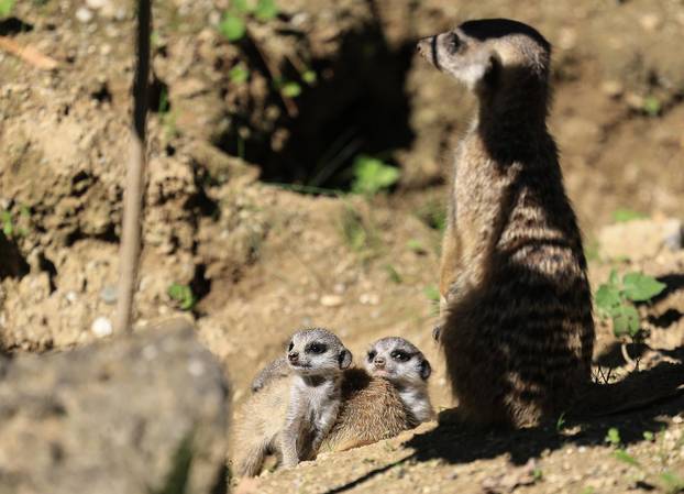 Zagreb: Tri mladunca merkata novi su stanovnici Zoološkog vrta