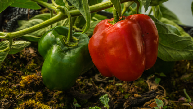 Ovo je najbolje povrće za čuvanje sjemena i evo kako ga skupiti za sljedeću godinu