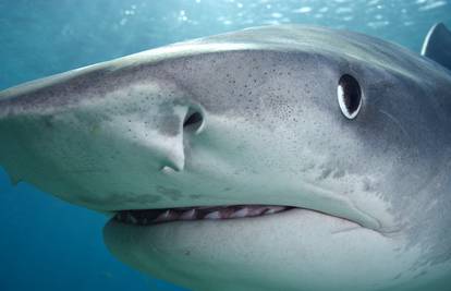 Kako jedu morski psi? Nemaju jezik, hranu gutaju ramenima