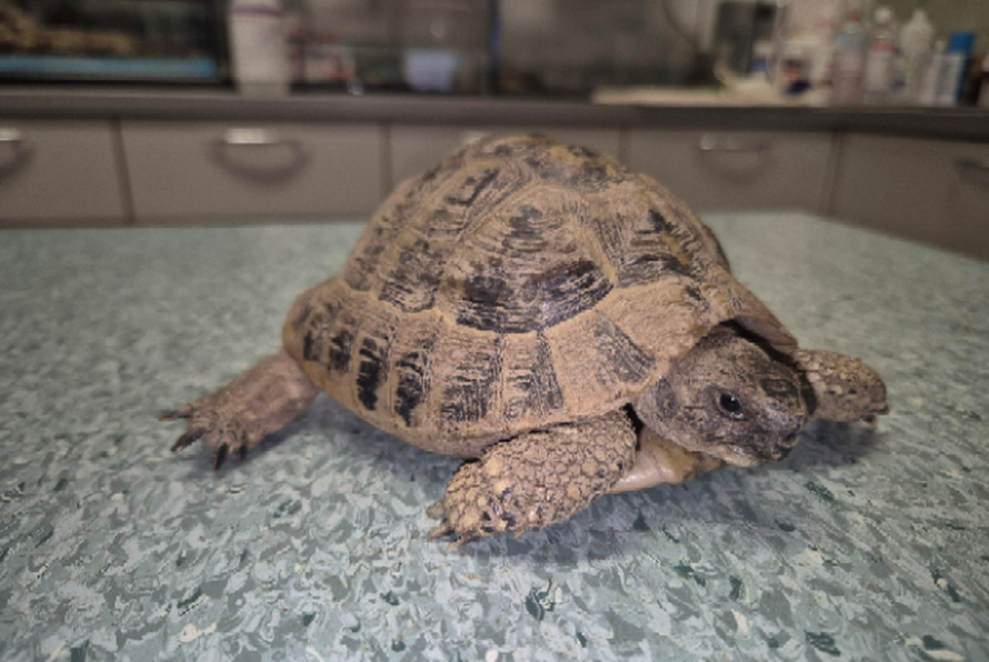 FOTO U šest mjeseci iz Dumovca imali 1075 intervencija: 'Bilo je tu pitona, ježeva, sova...'