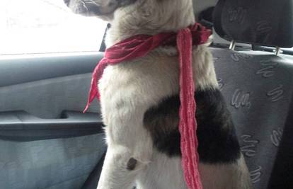 Udomljen: Betoven iz Tuzle je pronašao novi dom u Sloveniji 