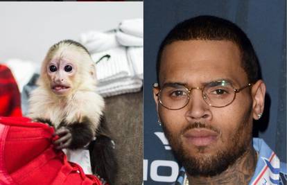 Chris Brown bi mogao u zatvor jer ima majmuna za ljubimca