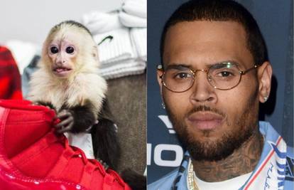 Chris Brown bi mogao u zatvor jer ima majmuna za ljubimca