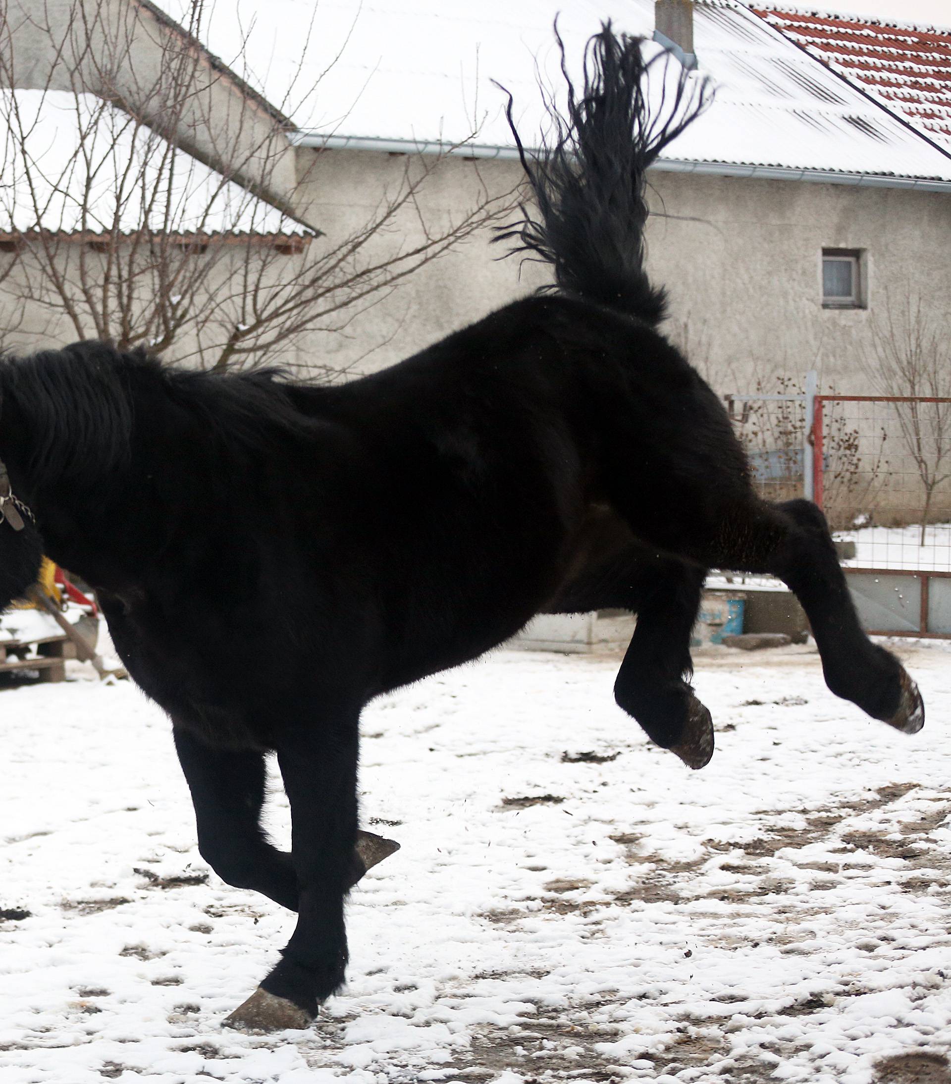 Da ove kobile nisu kod nas, vjerojatno bi bile u kobasama...