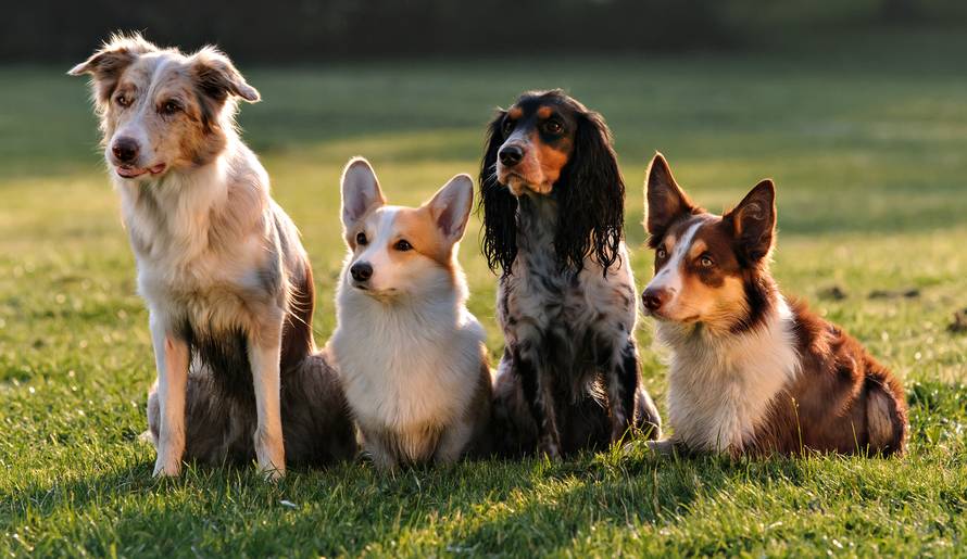 Ovo su najpametnije vrste pasa -  je li i vaš možda među njima?