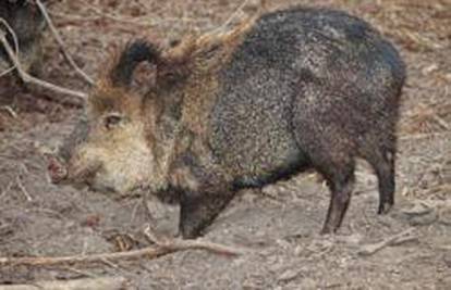 Nizozemac otkrio divovsku divlju svinju u Amazoni