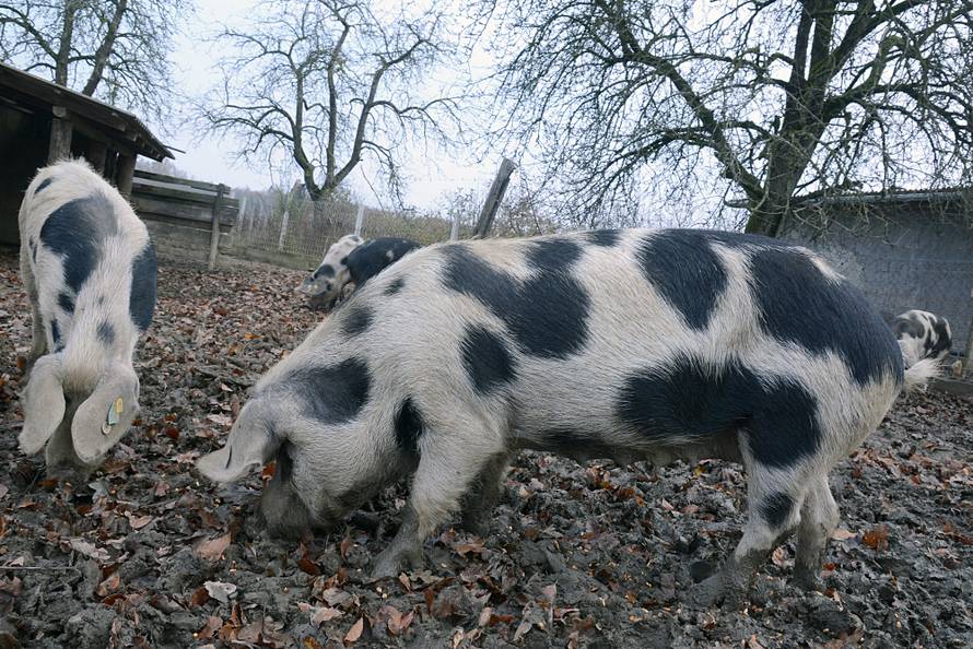 Srednje Mokrice: Banijska ??ara postala je treÄ?a priznata za??tiÄ?ena pasmina svinja u Hrvatskoj