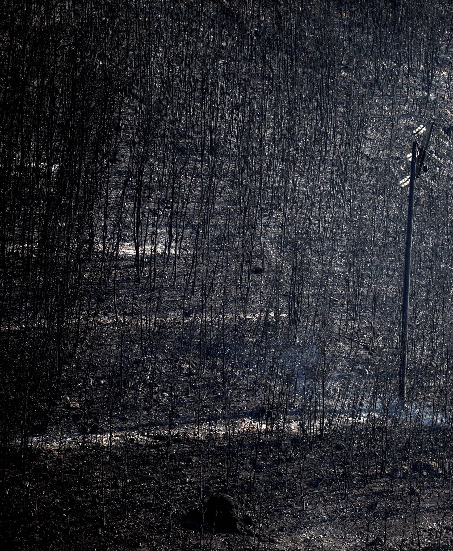 An electricity pole stands among burnt trees following a wildfire in Neos Voutzas