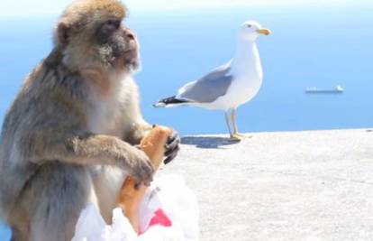 Skoro se potukli: Majmun mladiću ukrao sendvič iz torbe